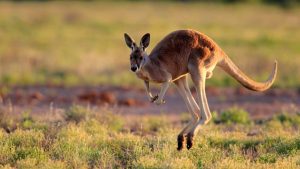 A kangaroo, a leptokurtic animal.