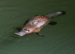 A platypus, a platykurtic animal.