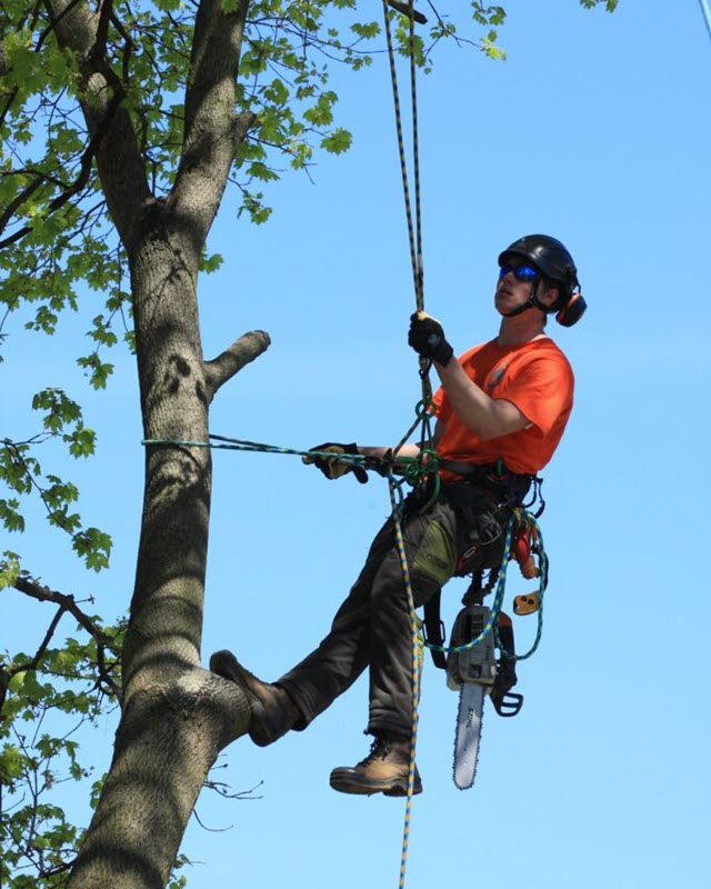 A skilled arborist